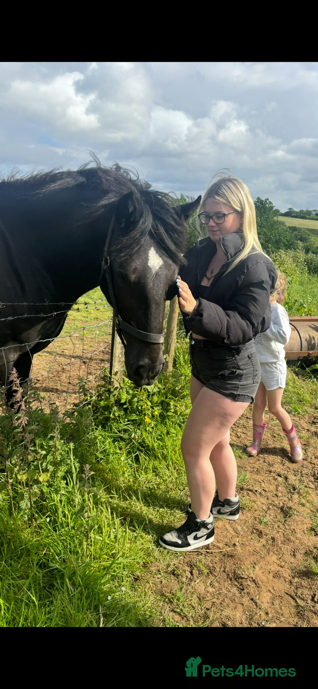 Welsh Section D horses for sale: Section D beautiful Black Mare Magic - Image 13