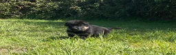 German Shepherd dogs for sale: Quality Litter of GSD (All has now been reserved) - Advert 13
