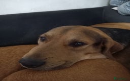 Mixed Breed dogs for sale: Ernie - Image 3