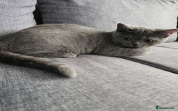 British Shorthair cats for sale: British shorthair kittens for sale.  - Image 5