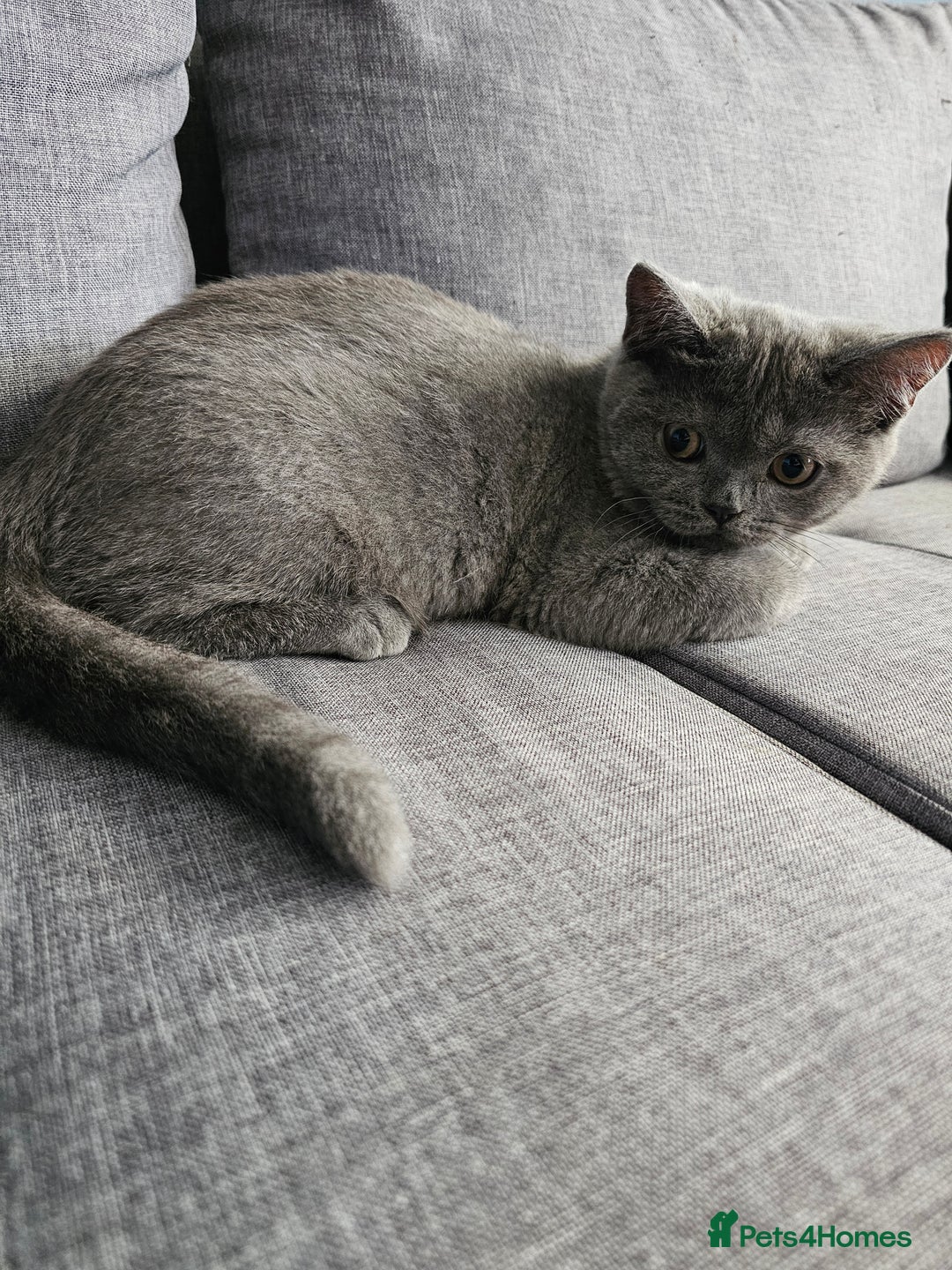 British Shorthair cats for sale: British shorthair kittens for sale.  - Image 5
