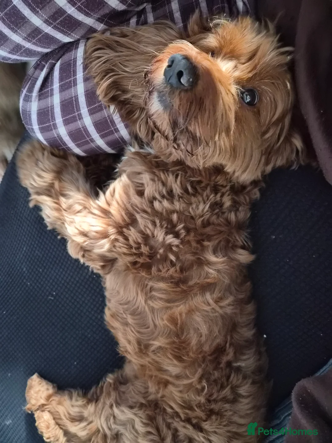 Cockapoo dogs for sale: Beautiful 8yr old minature cockapoo free) - Advert 2