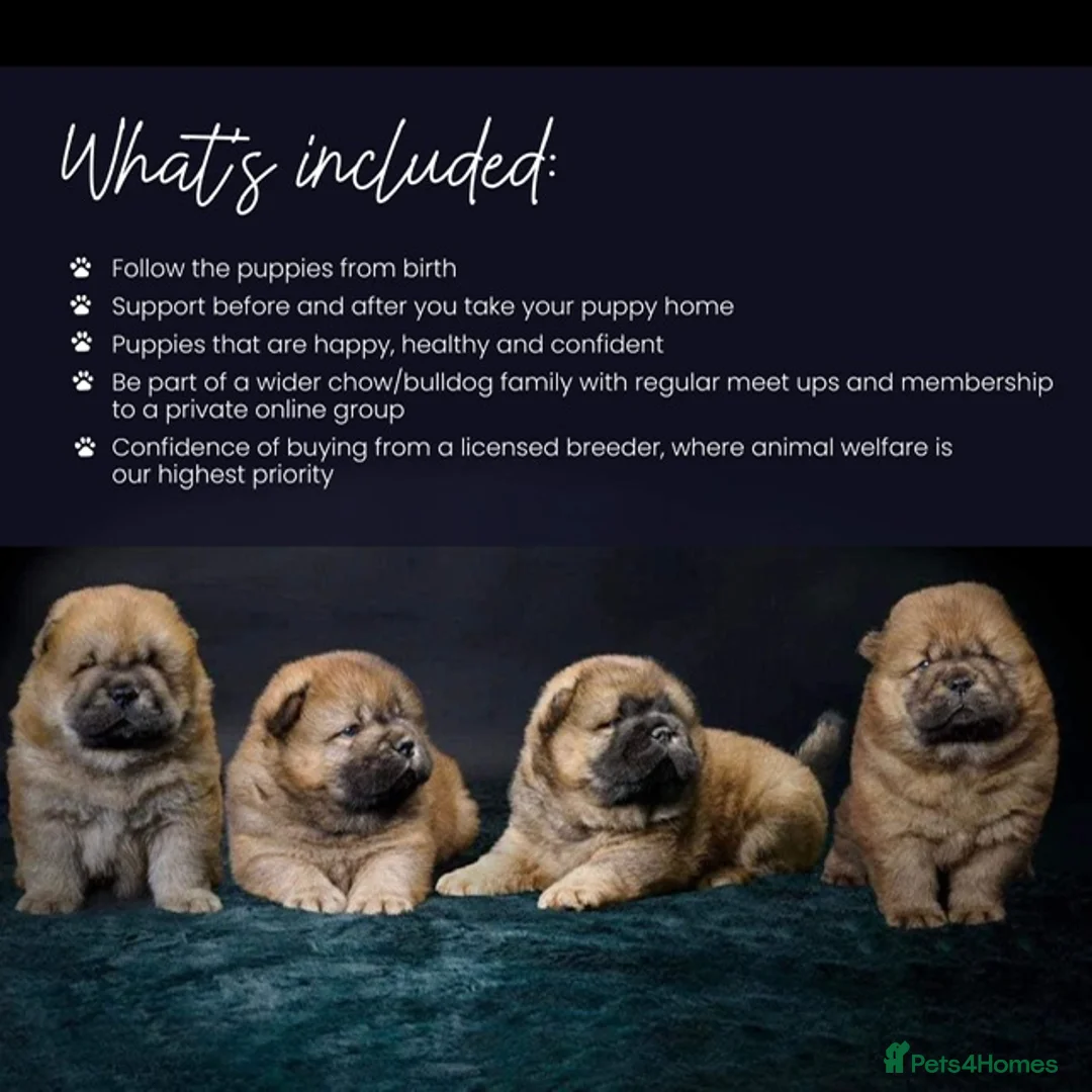 Chow Chow dogs for sale: Stunning Kc puppies  - Advert 3