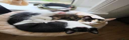 Mixed Breed cats for sale: These are exceptional kittens. - Advert 20