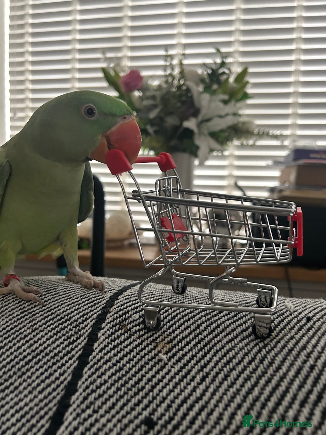 Parakeets birds for sale: Unsexed Alexndrine Parakeet  in Ashford - Image 1