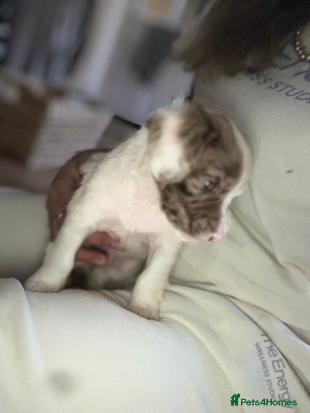 Cocker Spaniel dogs for sale: Merle cocker spaniel puppies  - Advert 2