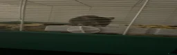 Rat rodents for sale: 2 female-dwarf rats  - Advert 5