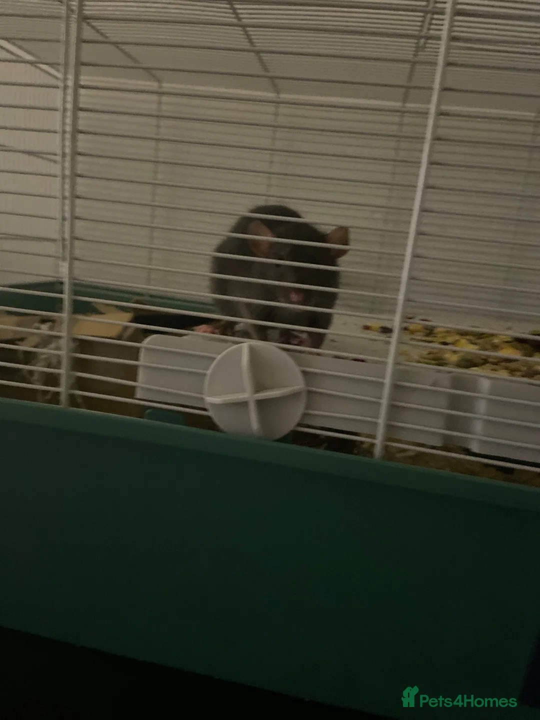 Rat rodents for sale: 2 female-dwarf rats  - Advert 5