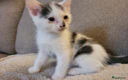 American Shorthair cats for sale: Lovely little kittens, lots of different colours! - Image 5