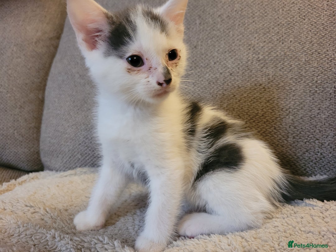 American Shorthair cats for sale: Lovely little kittens, lots of different colours! - Image 5