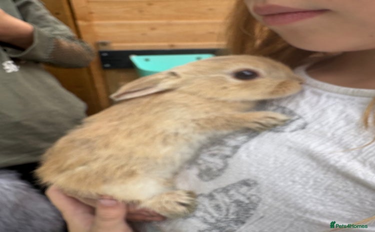 Mixed Breed rabbits - Advert 1