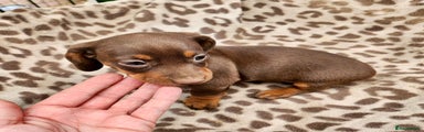 Dachshund Puppy 2