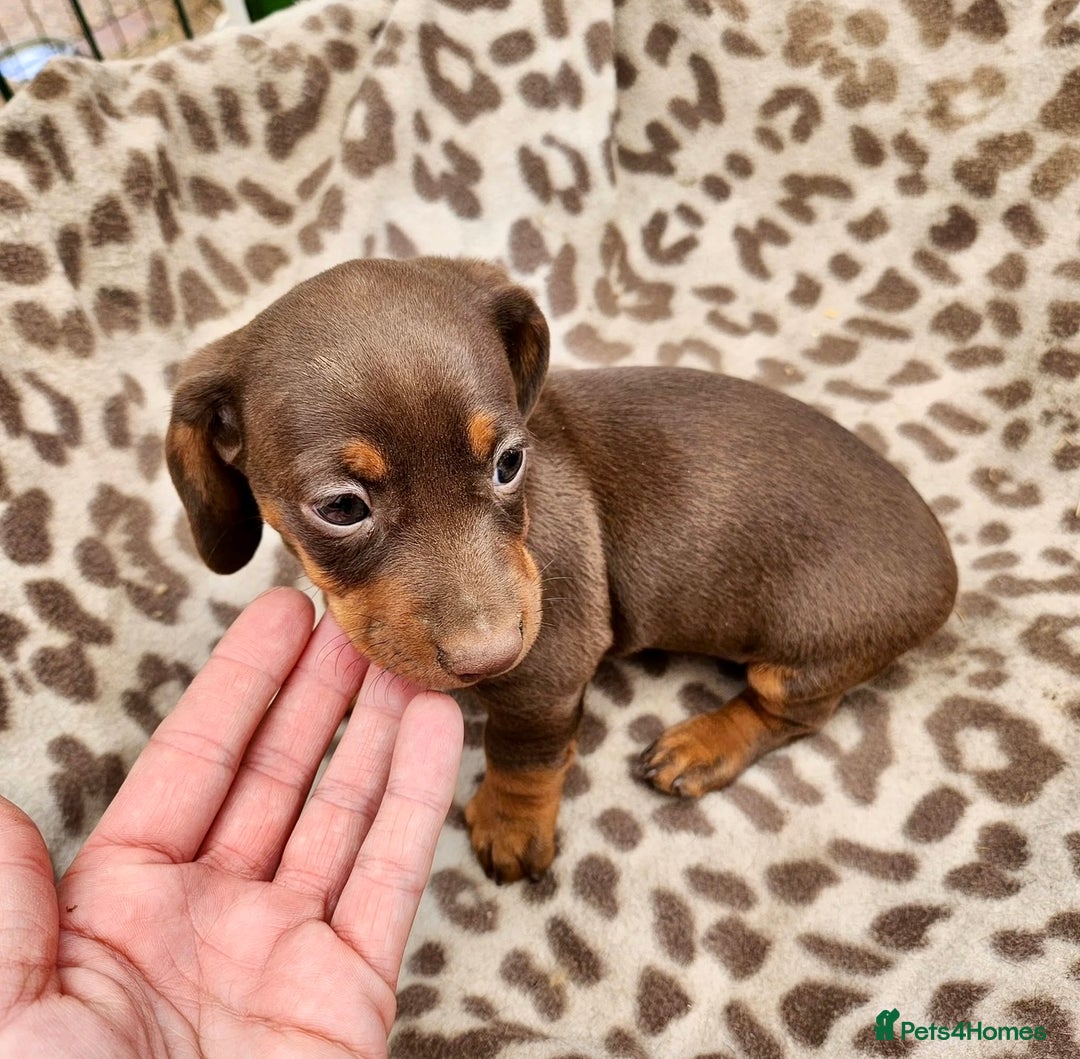 Dachshund dogs for sale: miniature dachshund - Advert 3