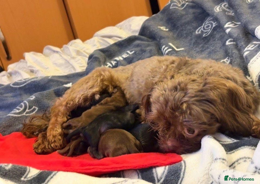 Shih Tzu dogs for sale: KC registered Black 🖤 and Chocolate 🤎 Beauties  - Advert 2