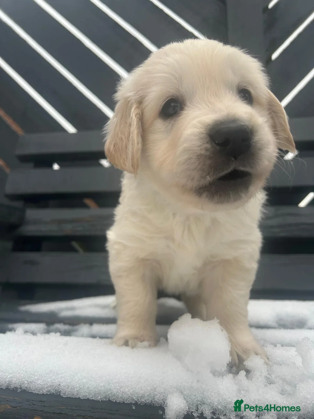 Golden Retriever dogs for sale: KC Champion Lines Golden Retriever pups - Advert 16