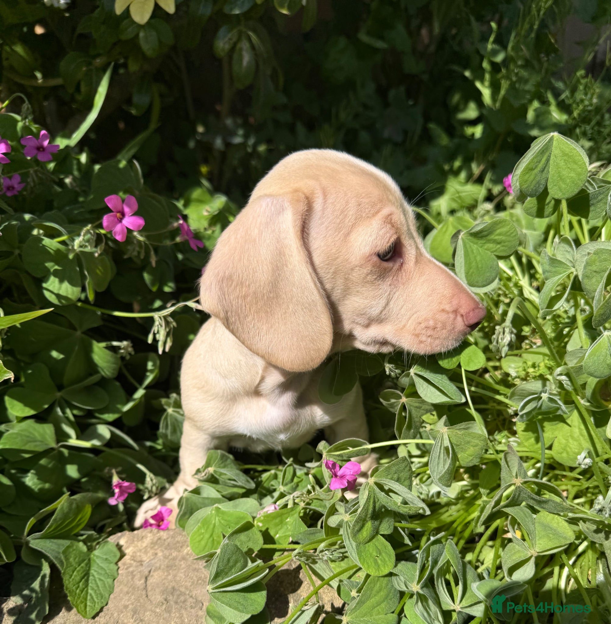 Miniature Dachshund dogs Stunning cream miniature smooth haired dachshunds  - Advert 2