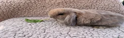 Mini Lop rabbits for sale: 5 beautiful mini lops for sale in Swindon - Advert 10