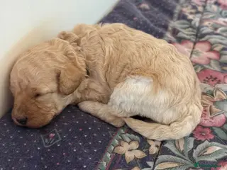 Mixed Breed dogs Adorable Toy Poodle x Miniature Puppies - Advert 1