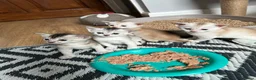 Abyssinian cats for sale: Silver Abyssinian kittens  - Advert 27