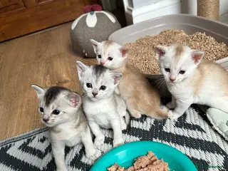 Abyssinian cats Silver Abyssinian kittens - Advert 6