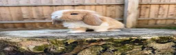 Mini Lop rabbits for sale: Mini lop Siblings  - Advert 7