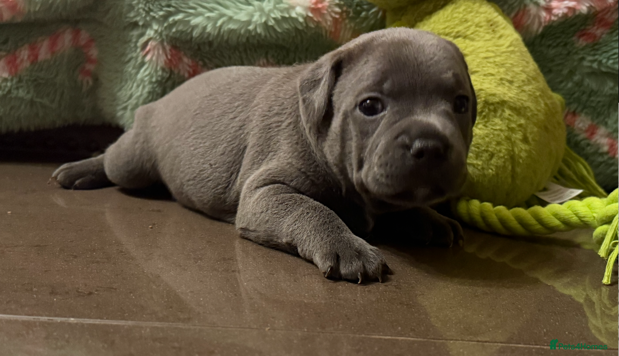 Staffordshire Bull Terrier dogs KC Crufts Blue Staffordshire Bull Terrier Puppies  - Advert 3