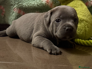 Staffordshire Bull Terrier dogs KC Crufts Blue Staffordshire Bull Terrier Puppies - Advert 3