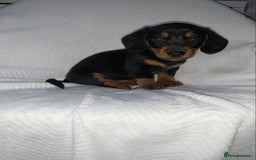 Miniature Dachshund dogs for sale: Miniature dachshunds  - Image 5
