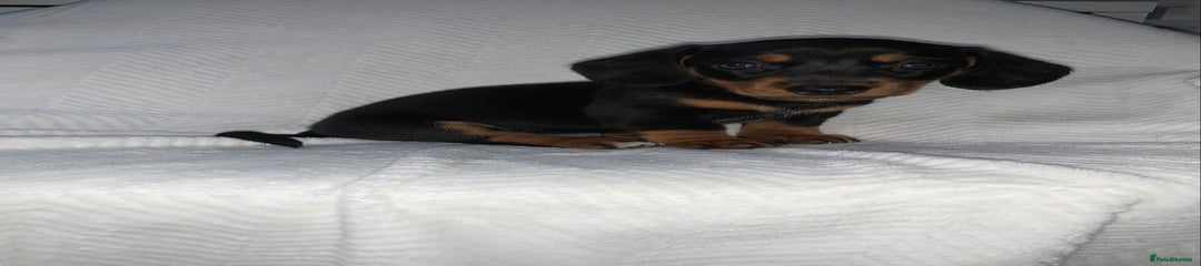 Miniature Dachshund Puppy 2