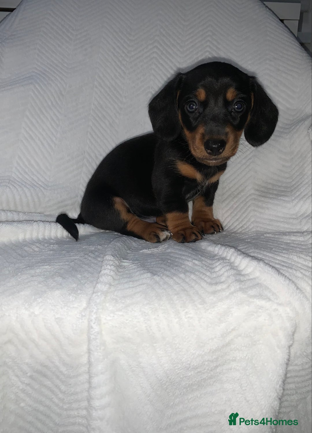 Miniature Dachshund dogs for sale: Miniature dachshunds  - Image 5