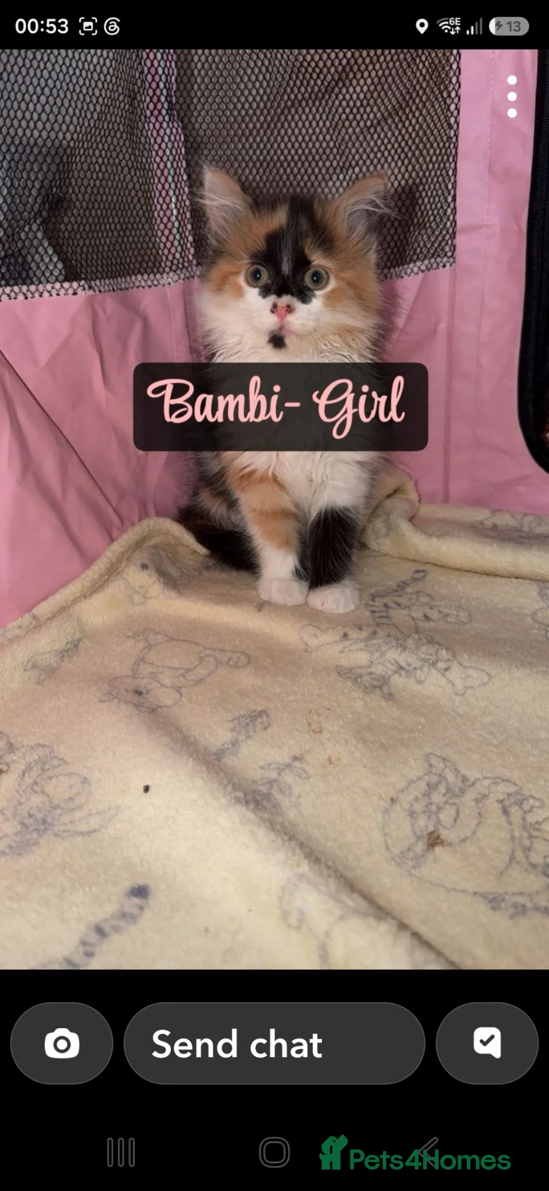 Mixed Breed cats for sale: 4 kittens and 1 cat for rehome in Bradford - Advert 1
