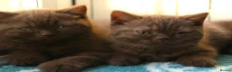British Shorthair cats for sale: Chocolate & Cinnamon ⭐ British Shorthair Kittens  - Advert 3