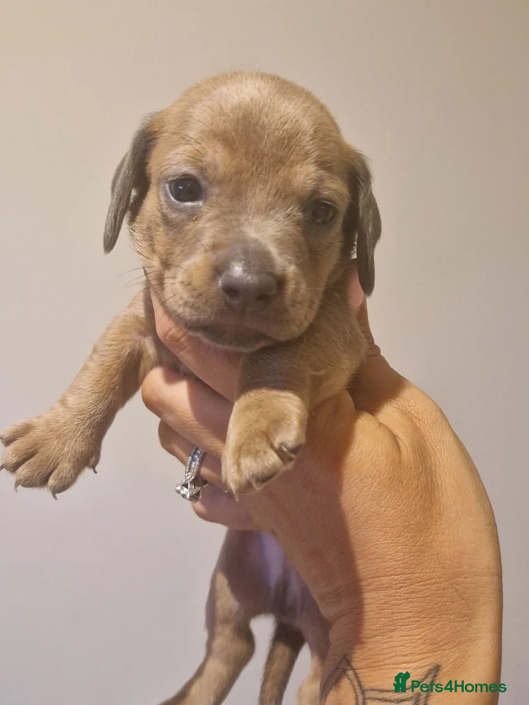 Mixed Breed dogs for sale: READY NOWPatterjack x daxie 2boys 2Girl available  - Advert 28