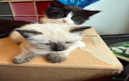 Mixed Breed cats for sale: tuxedo ghost tabby kittens - Image 7