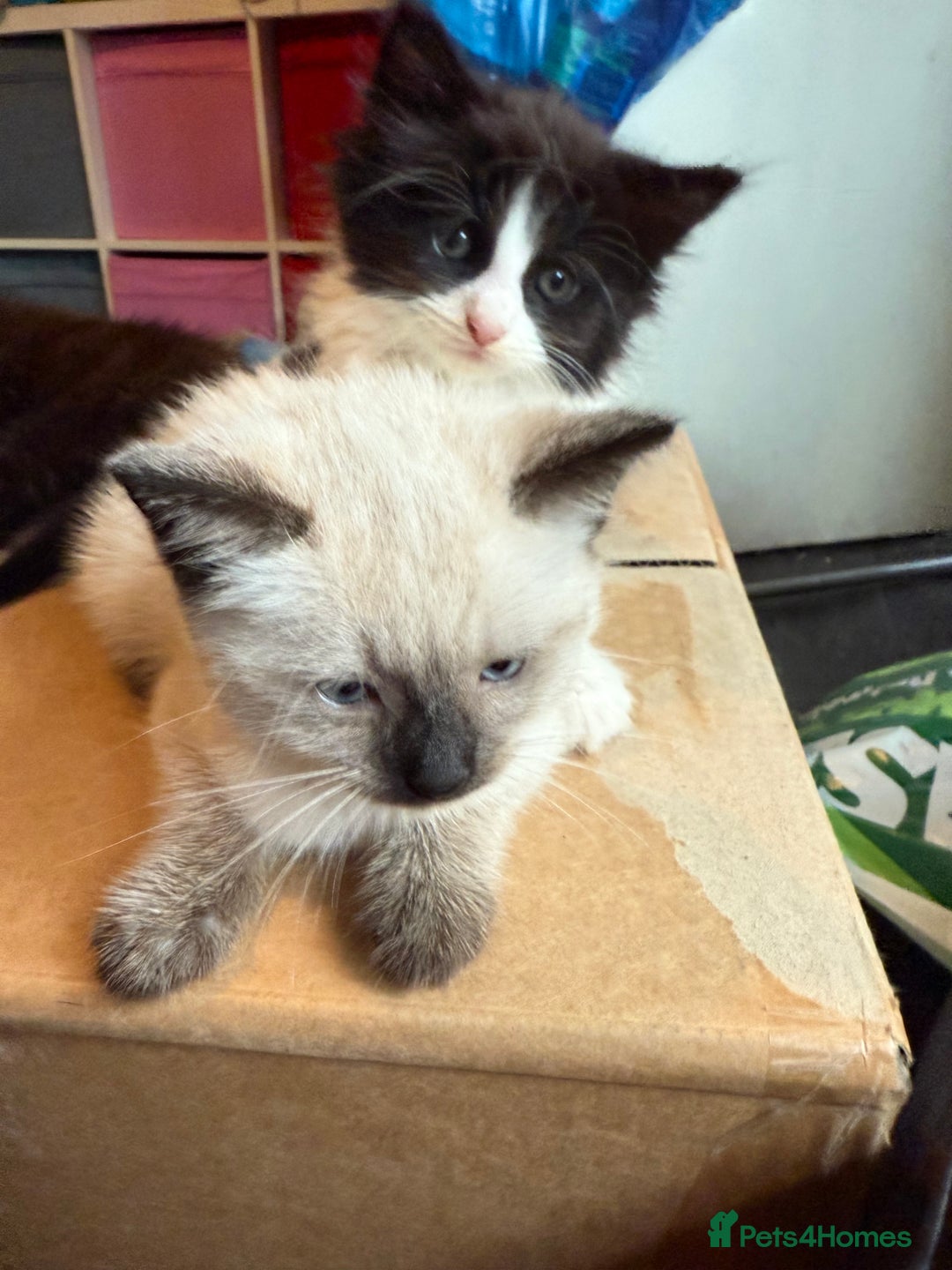 Mixed Breed cats for sale: tuxedo ghost tabby kittens - Image 7