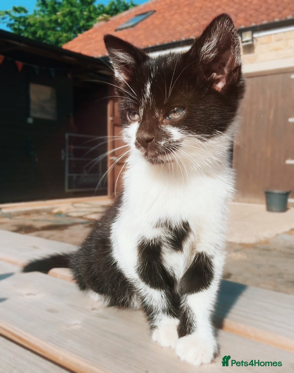 Mixed Breed cats Beautiful friendly kittens - Advert 13