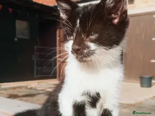 Mixed Breed cats Beautiful friendly kittens - Advert 13