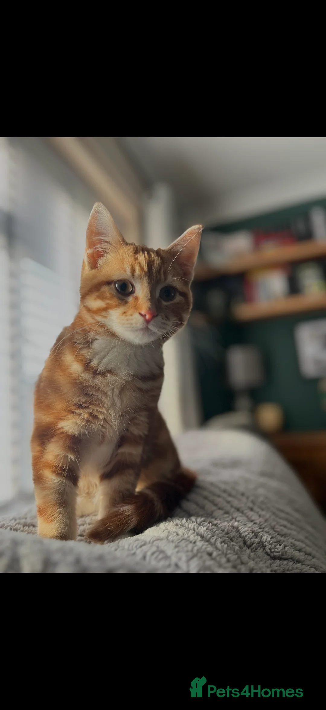 British Shorthair cats for sale: Ginger kitten - Advert 3