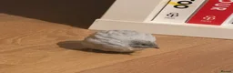 Quail poultry for sale: White and grey Button quails - Advert 2