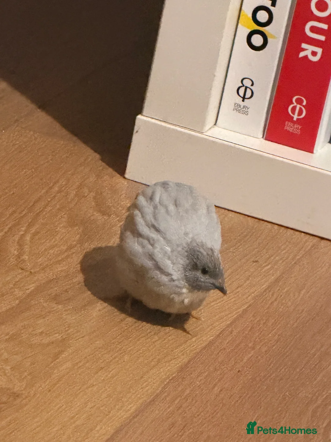 Quail poultry for sale: White and grey Button quails - Advert 2