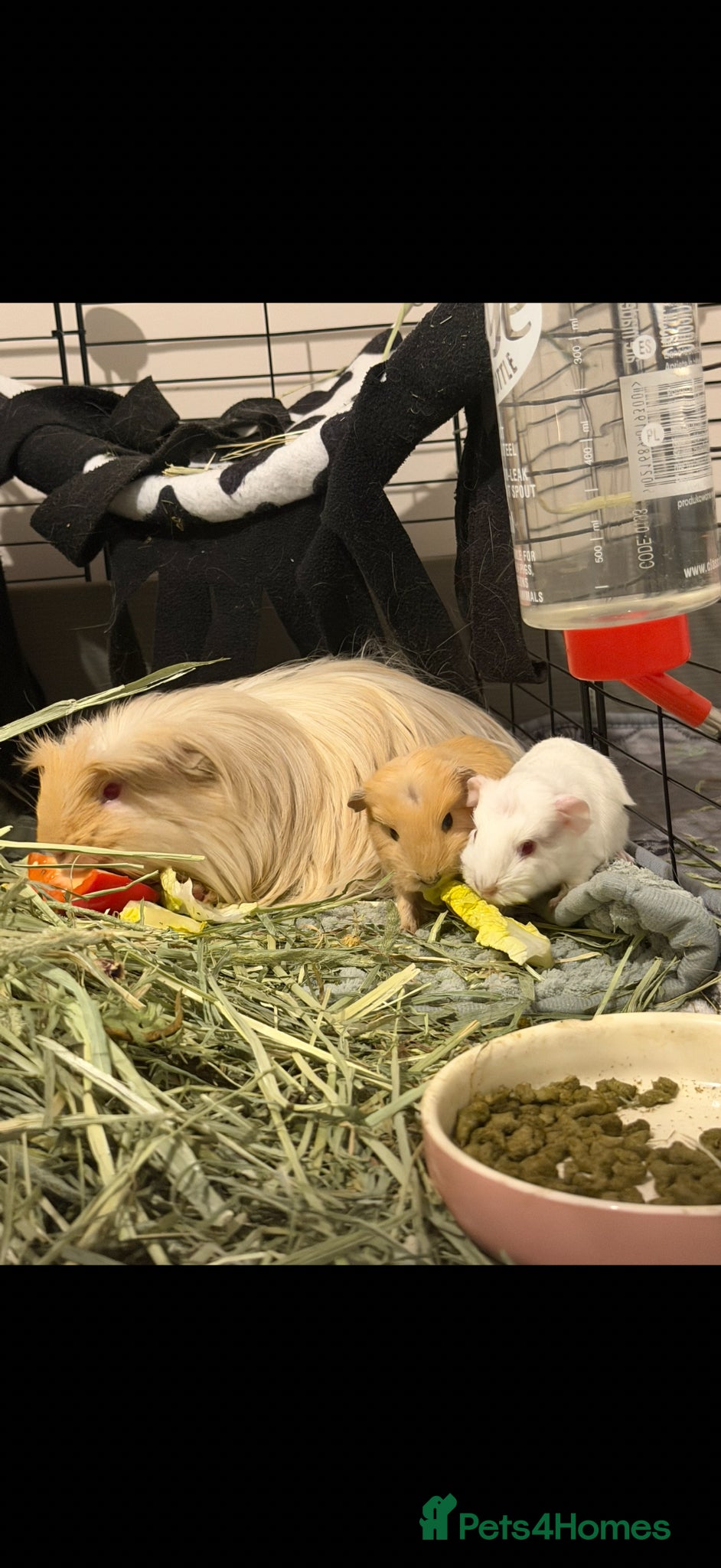 Guinea Pig rodents Baby guinea pigs available to reserve  - Advert 18