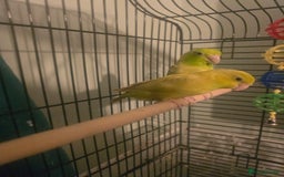Parakeets birds for sale: Celestial parakeets  - Image 9
