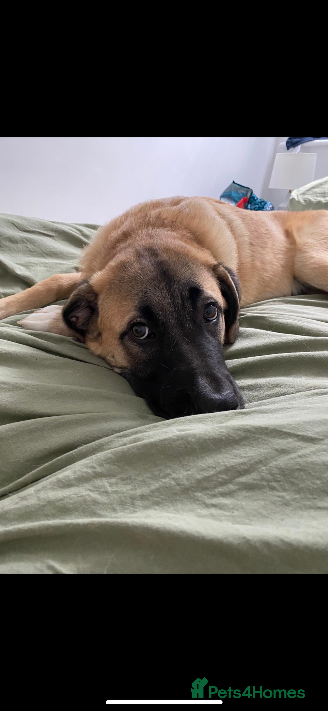 Anatolian Shepherd dogs for sale: 10.5 month old Anatolian mix kangal with a tin - Image 11