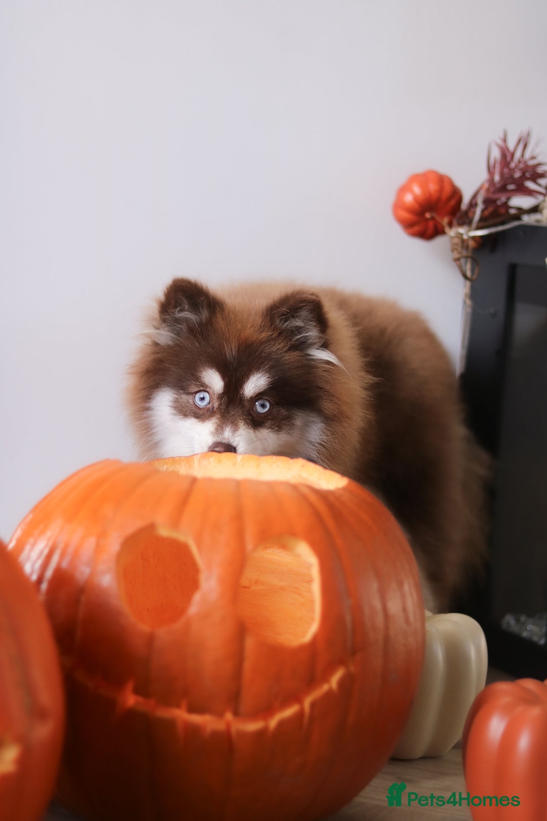 Pomsky dogs for sale: Red pomsky female  - Advert 2