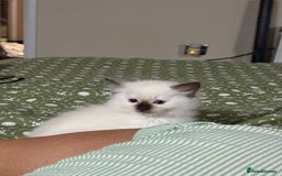 Ragdoll cats for sale: 🌟 Beautiful Ragdoll Kittens – Ready Soon! 🌟 - Image 3