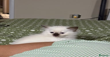Ragdoll cats - Advert 2