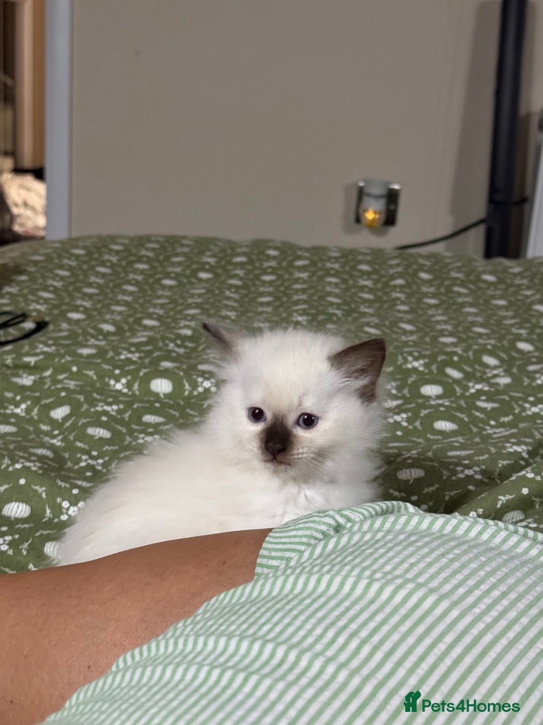 Ragdoll cats for sale: 🌟 Beautiful Ragdoll Kittens – Ready Soon! 🌟 - Image 3