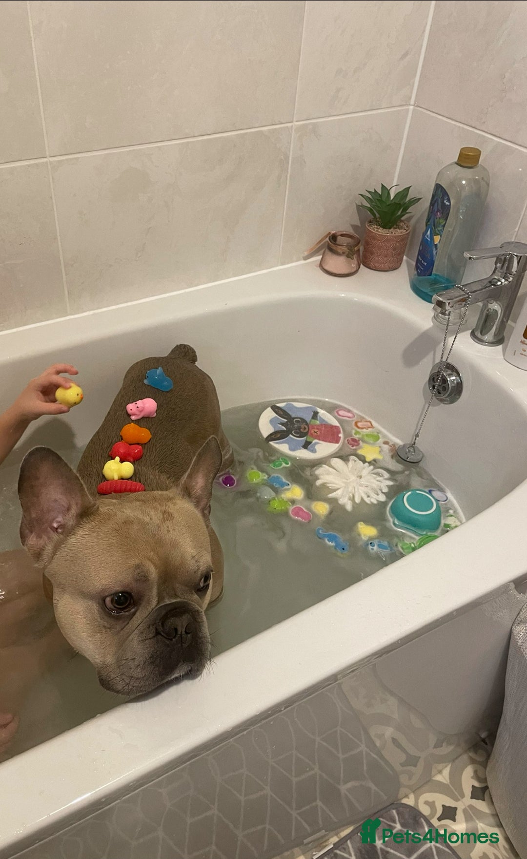 French Bulldog dogs for sale: Male french bulldog 3 years old - Advert 6