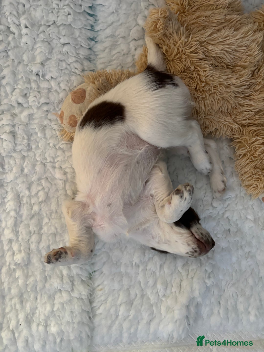 English Springer Spaniel dogs for sale: KENNEL CLUB Pedigree Springer Spaniel Puppies - Image 21