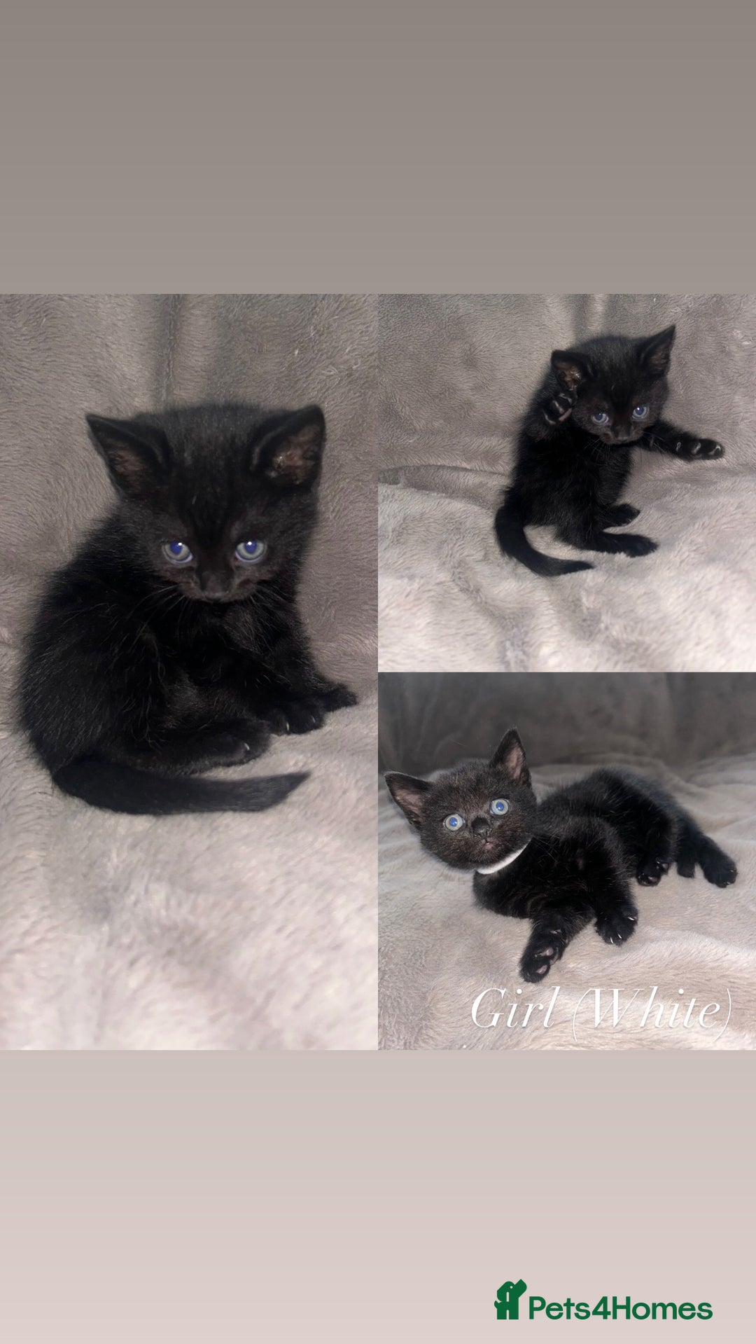Domestic Shorthair cats for sale: Black Domestic Shorthair Kittens  - Advert 2
